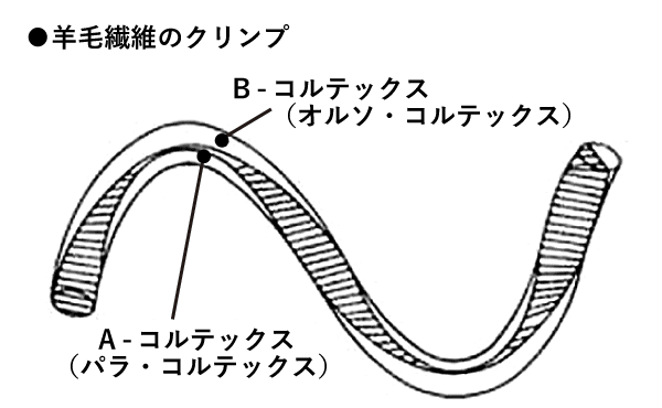 羊毛繊維のクリンプ