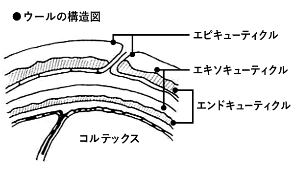 ウールの構造図