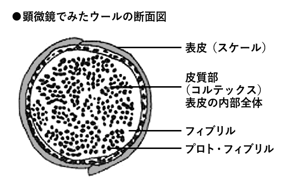 顕微鏡でみたウールの断面図