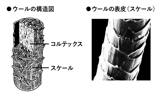 ウールの構造図・ウールの表皮